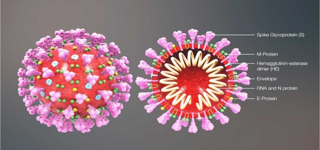 코로나 바이러스 covid-19 바이러스 구조는 무엇입니까